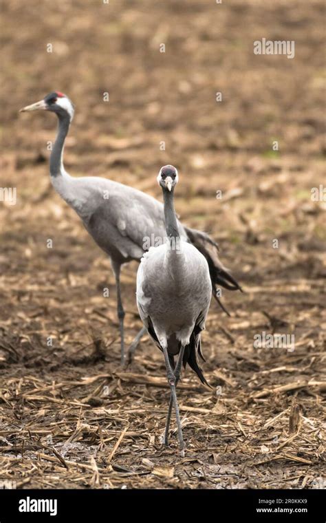 Cranes, Birds of Luck, Bird, Bird Migration, Flying Cranes, Autumn ...