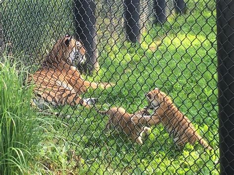 Zoo Visitors Get First Glimpse Of Amur Tiger Cubs | 98.1 Charlotte FM