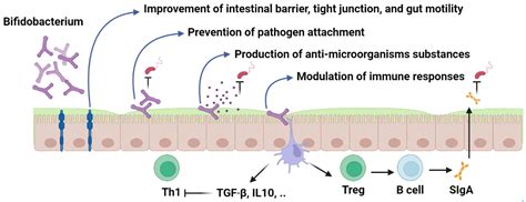 Nutrients | Free Full-Text | Bifidobacterium: Host–Microbiome ...