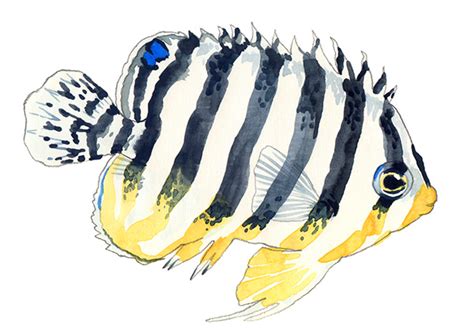 Quick sketches of fish in watercolor :: Behance