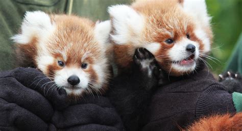 Red Panda cubs are so adorable : r/aww