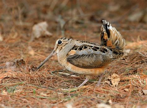 a small bird standing on top of a dry grass covered forest floor next to trees