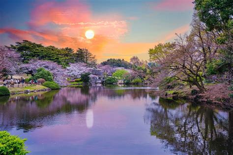 Tokyo Cherry Blossoms: The 10 Best Viewing Spots of 2021 - Tokyo Night Owl