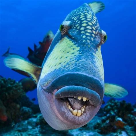 Come face to face with the triggerfish on #FishyFriday! . . . ? Weird Sea Creatures, Beautiful ...