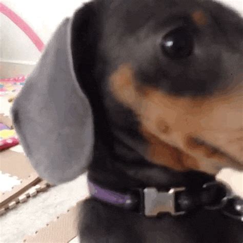 Dachshund GIFs - Find & Share on GIPHY