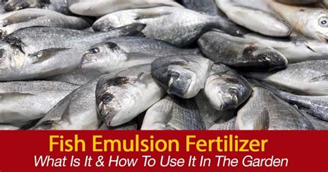 What Is Fish Emulsion Fertilizer, HOW TO To Use It In The Garden?