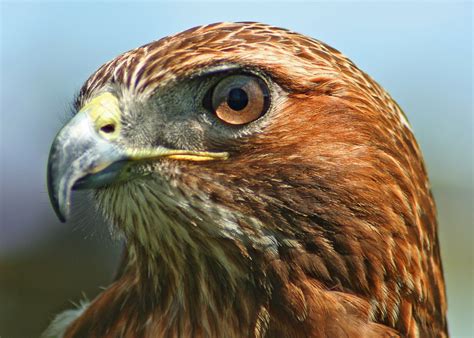 5 Red-Tailed Hawk HD Wallpapers | Background Images - Wallpaper Abyss