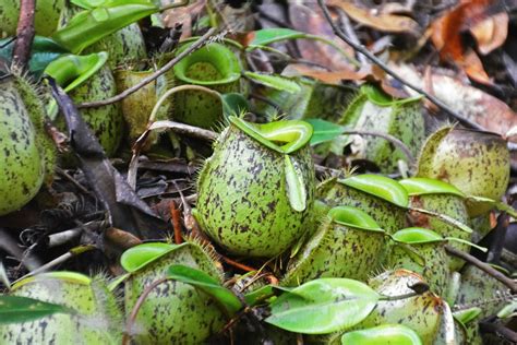 How To Care For Carnivorous Plants - Tanya Visser