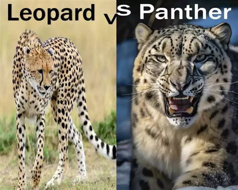 Difference Between Panther and Leopard