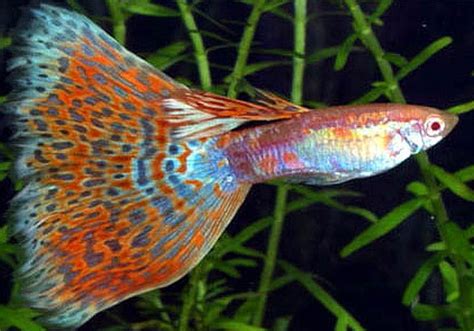 Delta Tail (Triangle Tail) Guppy - Tropical Fish Keeping