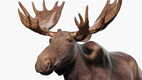 Moose 3D model - TurboSquid 1728781