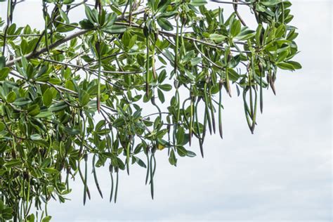 Mangrove Tree Offspring Travel Through Water Currents. How will Changing Ocean Densities Alter ...