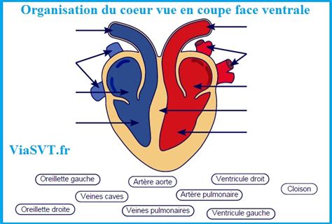 circulation sanguine | Vive les SVT ! Les sciences de la vie et de la Terre au collège et au ...