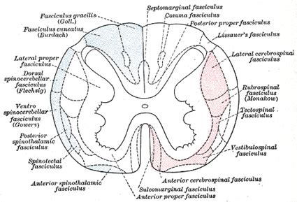 The Spinal Cord or Medulla Spinalis - Human Anatomy