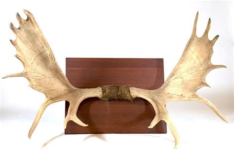 Sold Price: A Pair of Mounted Natural Moose Antlers - March 6, 0120 10:00 AM EDT