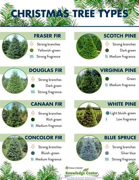 Christmas Tree Types | Types of christmas trees, Christmas tree plant ...