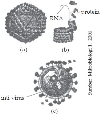 REPRODUKSI VIRUS DNA & RNA dan CARA HIDUP VIRUS DNA & RNA (ADN & ARN)