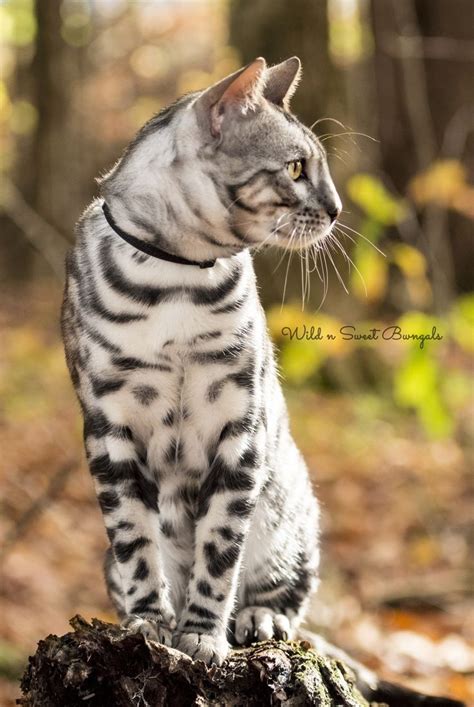 One of our silver Bengal cat breeders! See our kitties at www.wildnsweetben - Bengal Cat - Ideas ...