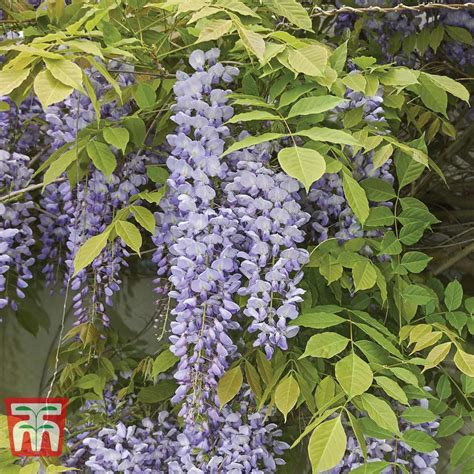 Wisteria sinensis 'Prolific' plants | Thompson & Morgan