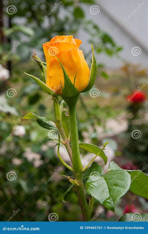 Natural Yellow Rose Flower Close Up on Green Bush Stock Image - Image ...