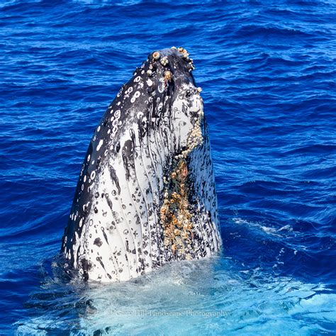 Whale Watching in Hervey Bay – Gary Hill Landscape Photography