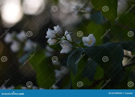 Mock Orange (Philadelphus) stock photo. Image of macro - 267389592