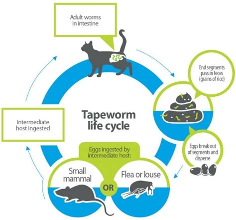 Life Cycle Of Fleas On Cats