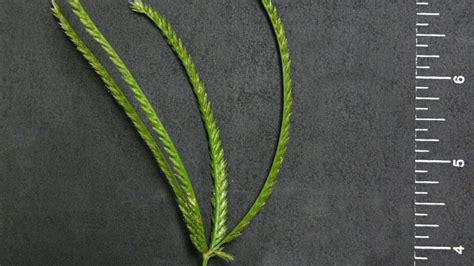 Goosegrass | NC State Extension