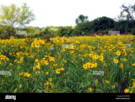 Illinois wildflowers hi-res stock photography and images - Alamy