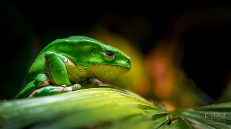 Sleeping frog by Peter St. on 500px | Frog, Sleep phases, Sleep