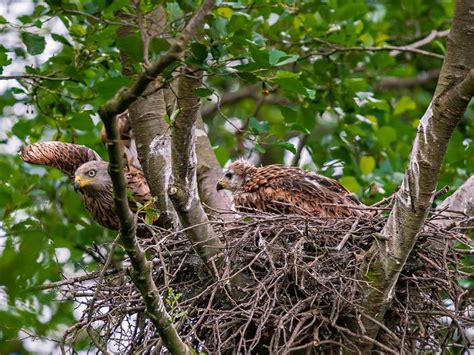 Red Kite Nesting (Behaviour + Location) | Birdfact