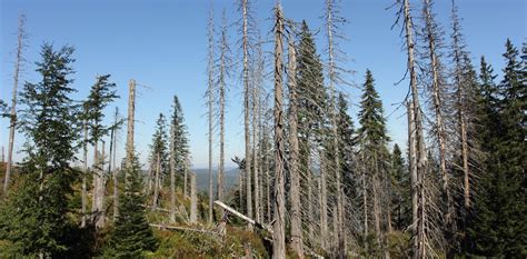 After Decades Of Acid Rain Damage, America's Northeastern Forests Are Finally Making A Comeback ...