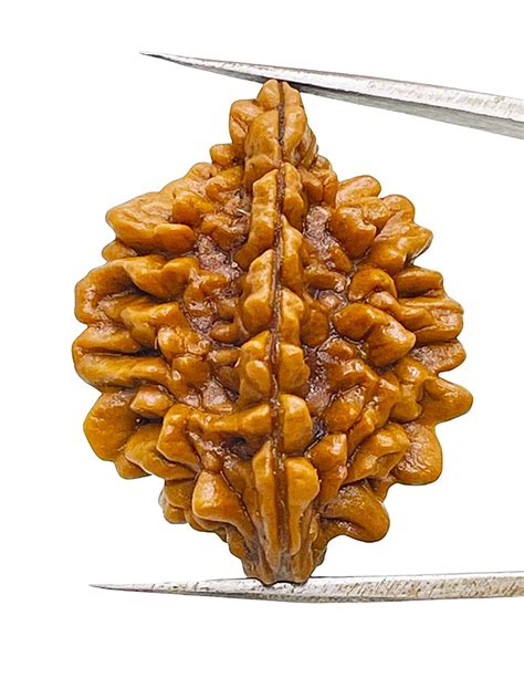 2 Mukhi Rudraksha | Nepali origin - RudrakshaAradhan