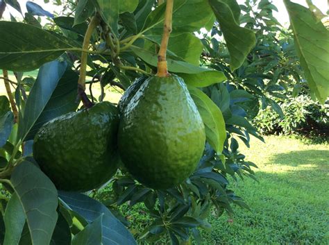 Avocado Trees for Sale | Everglades Farm