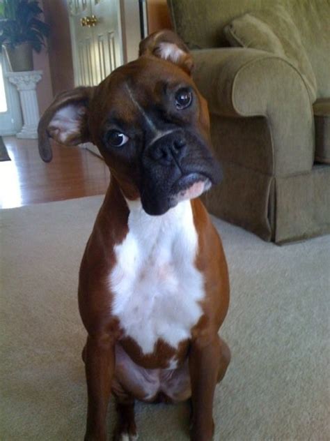 6 Problems Only Boxer Owners Will Understand