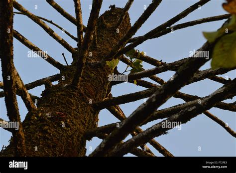 dying tree pine branches Stock Photo - Alamy