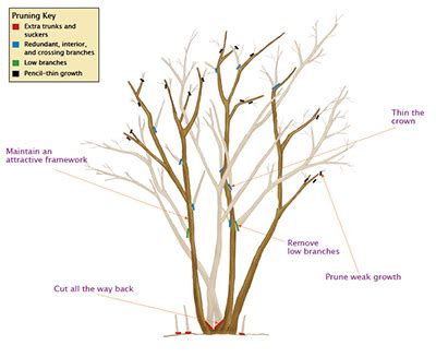 Crepe Myrtle Tree Pruning Service