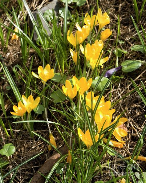 Yellow crocuses Photograph by Irina Afonskaya - Fine Art America