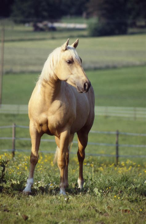 Palomino Horse Color Genetics