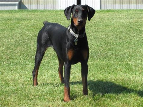 Doberman Pinscher Ears Down - Bleumoonproductions