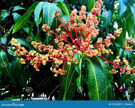 Mango tree flowers. stock image. Image of landscape - 130133611