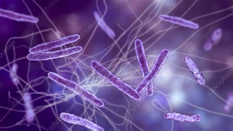 Mycobacterium bovis bacteria, illustration - Stock Image - F037/3728 - Science Photo Library