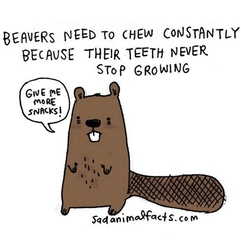 These Sad Animal Facts Are Cute In A Strange Way