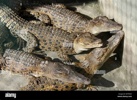 DHAKA, BANGLADESH - JANUARY 11, 2015: The country's only crocodile reproduction center, east ...