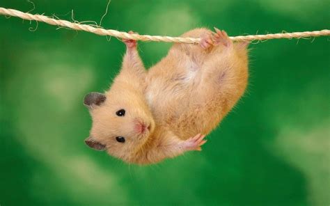 Cute animal pictures, Cute hamsters, Animal wallpaper