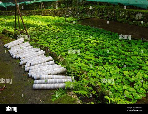 Cultivation of wasabi crops, Shizuoka prefecture, Izu, Japan Stock Photo - Alamy