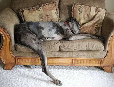 35 Great Danes Sleeping In Totally Ridiculous Positions - The Paws