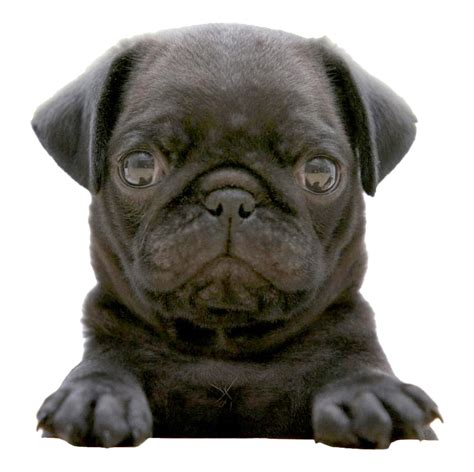 Pug PNG Transparent Images