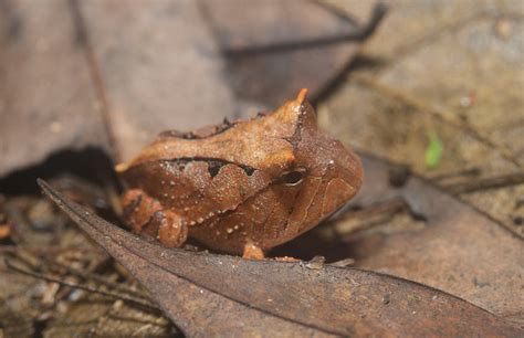 Amazon Horned Frog | The Biggest Animals Kingdom