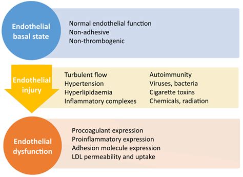 Atherosclerosis | OverPath